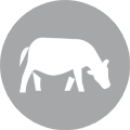 Cattle