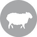 Sheep/Lamb