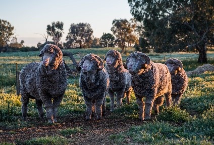 Rams