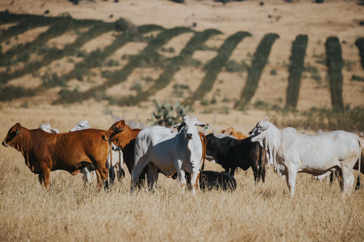 Australian Beef Sustainability  Framework