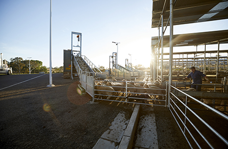 Tips for transporting sheep and goats in cooler months