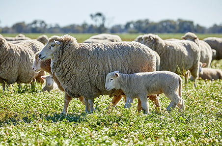 Record winter for sheep and lamb markets as tight supply drives prices