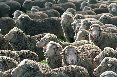 Why are mutton prices in unprecedented territory?