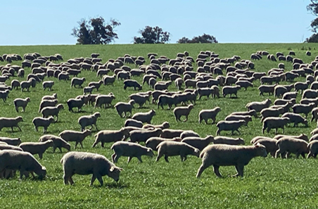 MLA secures Australian Government funding to unlock growth opportunities for sheepmeat in India