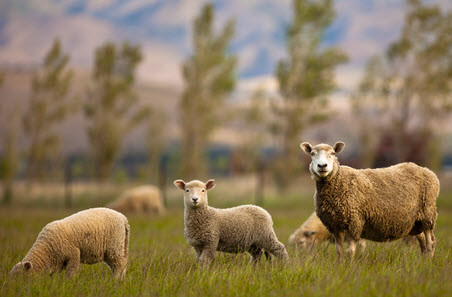 Weekly cattle and sheep market wrap