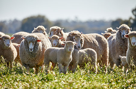 Is the recent supply squeeze an indication of a flock rebuild?