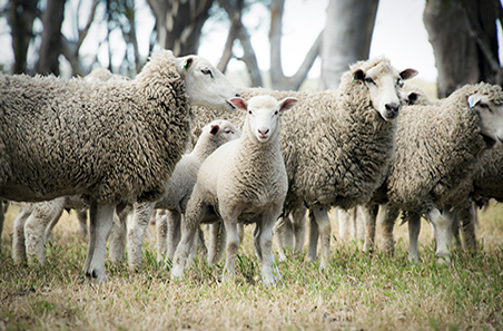 Confidence strengthens in Australia's sheep industry as producers look to rebuild flocks
