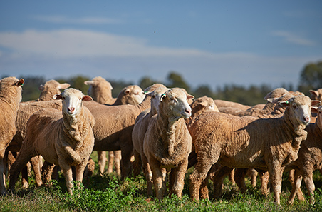 Sheep pneumonia? Here’s how to protect flock health