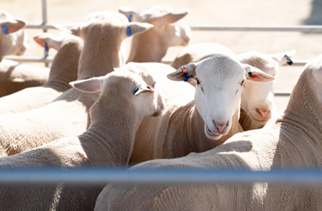 Weekly cattle and sheep market wrap