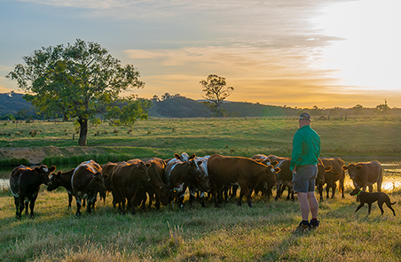 New environmental market opportunity for graziers expands from reef to national waterways