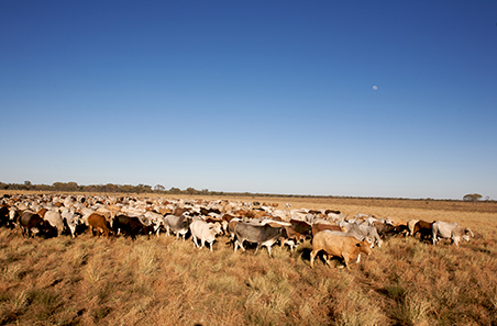 Weekly cattle and sheep market wrap