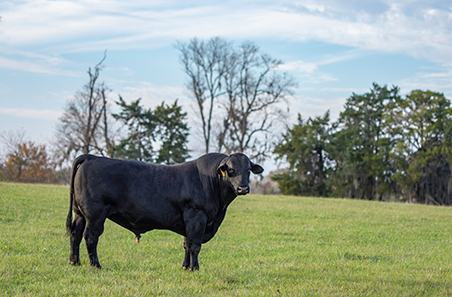 Weekly cattle and sheep market wrap