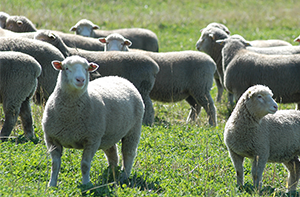 Trade lamb premium surges as supply tightens