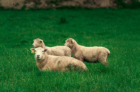 Tips, targets and tools for more lambs from ewe lambs